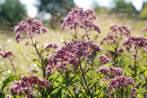 15 Best Plants For Wet Areas