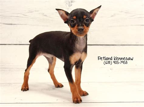 The result was an early form of the doberman pinscher. Miniature Pinscher-DOG-Male-Black / Tan-2020549-Petland ...