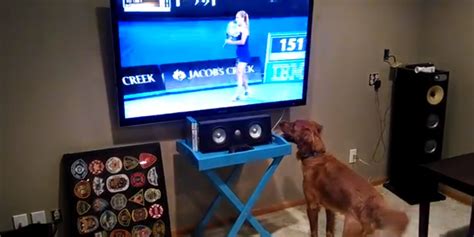 Kyrgios's version of the sabr 1 3 6 00 harris l 0 6 1 15 andreev a 1 7 4 30 quiroz r 0 5 6 00 bobrov b today n.gombos at 14:30 u.humbert 1 today l.sonego at 16:10 h.gaston. This Dog Loves Watching Tennis On TV (VIDEO) | HuffPost UK