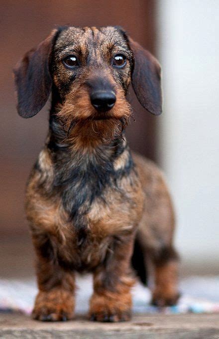 Check out our dachshund wire hair selection for the very best in unique or custom, handmade pieces from our shops. Wirehaired Wire Haired Dachshund Doxie | Doggy | Pinterest ...