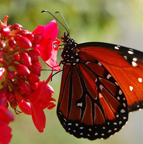 Monarch Butterfly Sipping Nectar From Red Spicy Jatropha Flowers A