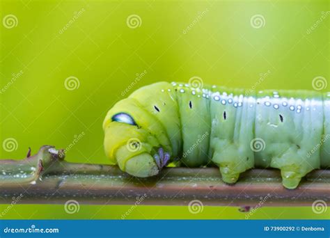 An Daphnis Nerii Stock Photo Image Of Green Nerii Daphnis 73900292