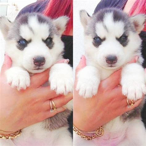 Alaskan husky puppies from a top racing line can cost anywhere from $10,000 to $15,000 each! Blue Eyes Siberian Husky Puppies for Adoption - Dogs ...