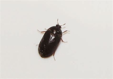 A healthy carpet beetle diet consists of everything you have in your house. Furniture Carpet Beetle Size - Room Pictures & All About ...