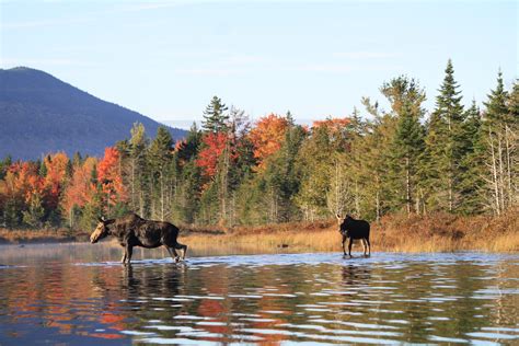 Northeast Whitewater Moose Watching Tours Visit Maine