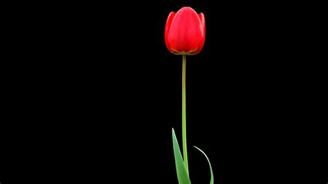 Tulip Red Flower 4k Ultra Hd Wallpaper 3840x2160