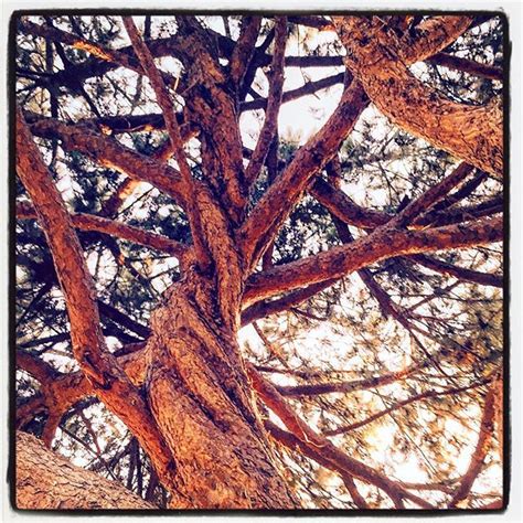 Twisted Pine Tree Trunk Branches Mvtreetrunk Mvplant Reality Seo