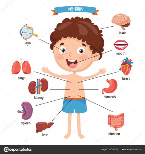 Top 127 Imagenes Del Cuerpo Humano De Niños Theplanetcomicsmx