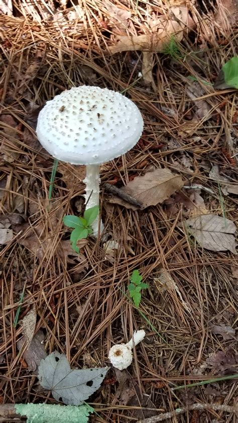 Mushrooms In Georgia All Mushroom Info
