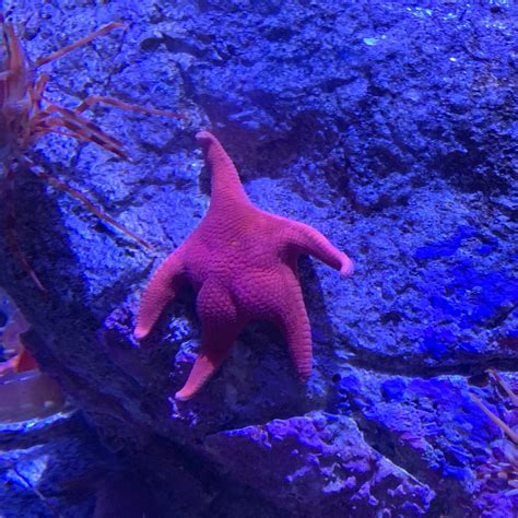 Photo Of Starfish With ‘big Butt Goes Viral Wjhl Tri Cities News
