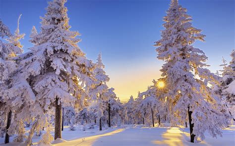 Winter Full Hd Wallpaper And Background Image 1920x1200 Id337020