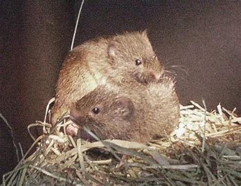 Discover Nature Voles Feed Under The Snow Kbia