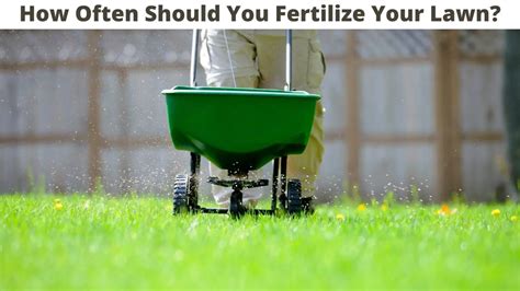 How Often Should You Put Fertilizer On Your Lawn