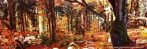 Die bayern herbstferien 2020 dauern vom 31. Herbstferien in Bayern Herbsturlaub Bayerischer Wald ...