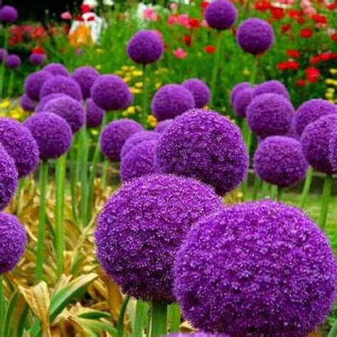 Giant Alliums For Sale Buy Extra Large Allium Flower Bulbs Online