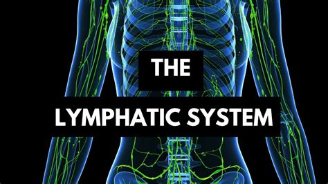 Function Of The Lymphatic System Youtube