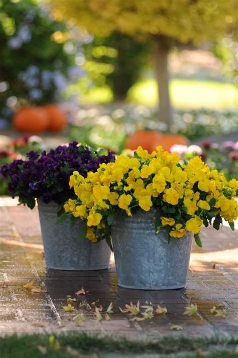 How To Create A Beautiful Container Garden With Pansies Hgtv Types Of