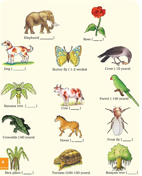 Ncert Class Xii Biology Chapter 1 Reproduction In Organisms Aglasem