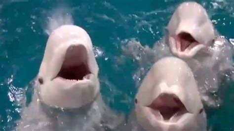 Meet Three Newborn Beluga Whale Calves Youtube