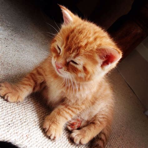 Big Ginger Tom Kitten Guildford Surrey Pets4homes
