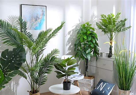20 Best Indoor Trees With Care Guide And Pictures Rayagarden