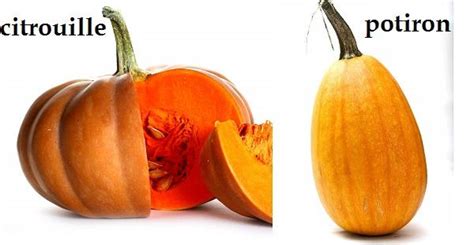 Quelle est la différence entre citrouille courge et potiron