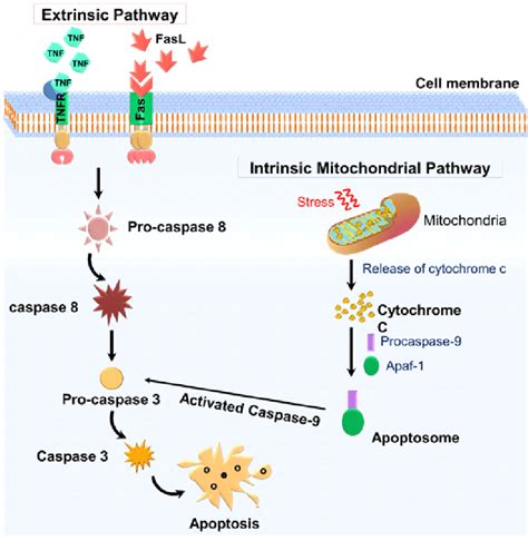 Schematic Representation Of Apoptosis Mechanisms The Intrinsic And