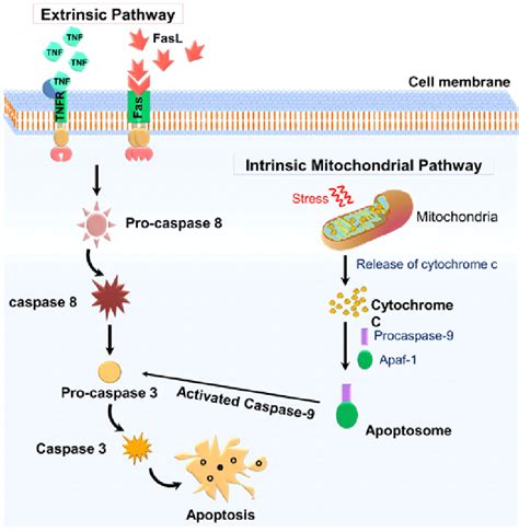 Both extrinsic motivation and intrinsic motivation drive human behavior. Schematic representation of apoptosis mechanisms. The ...