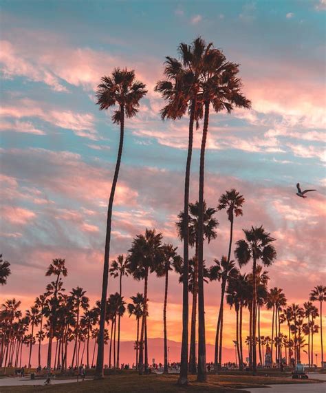 Travel Spray No1 | California palm trees, Palm tree sunset, Sunset ...