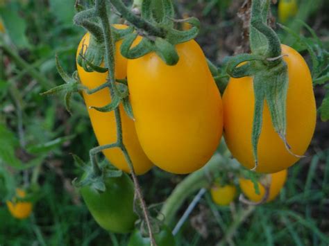 Tomato Orange Icicle Variety Description Characteristics Yield Reviews