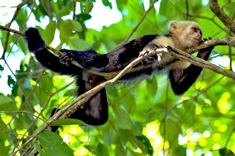 Photo White Faced Capuchin Monkey Manuel Antonio National Park Costa