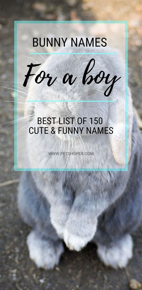 Bunny Names Best List 150 Cute And Funny Names Petshoper Bunny