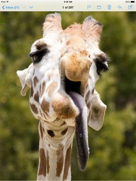 Giraffe Awkward Animals Funny Giraffe Funny Animals