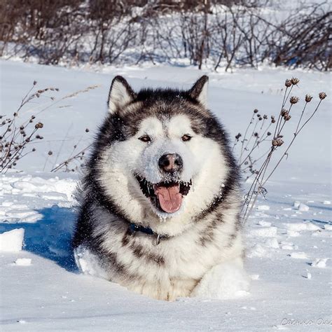 15 Amazing Facts About Alaskan Malamutes You Might Not Know Page 3 Of
