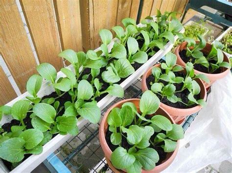 Pin von sofea Nani auf kebun sayur mini | Tropische gartengestaltung