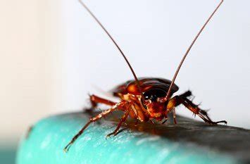 How to get rid of cockroaches. Cockroach Treatment Brisbane | 07 5646 3737 | Executive ...