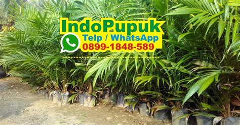 Fungsi pupuk daun bagi tanaman berita. Pupuk Sawit Buatan Malaysia - Jenis Pupuk Kelapa Sawit ...
