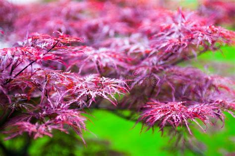 Pink Leaves Of The Japanese Maple Acer Palmatum Stock Photo Image
