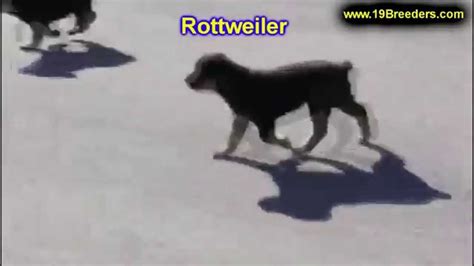 Rottweiler puppies make both wonderful. Rottweiler, Puppies, For, Sale, In, Bridgeport ...