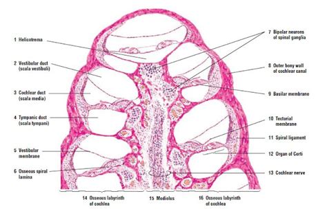 Cochlea Anatomy Bones Medical Assistant Student Human Anatomy