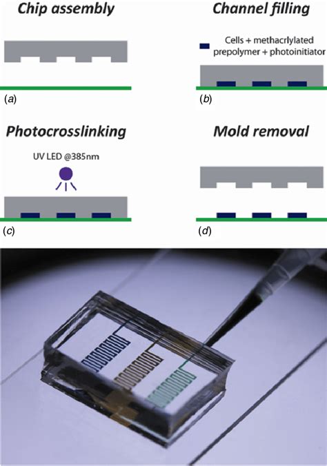 Photo Mold Patterning PMP Protocol A The PDMS Microfluidic Mold Is Download Scientific