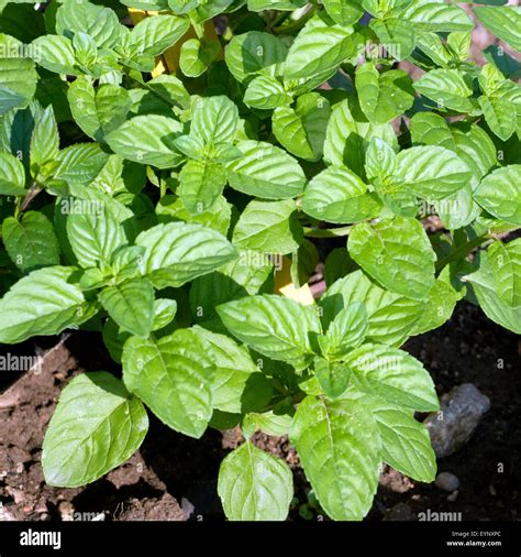 Orange Mint Mentha Citrata Hi Res Stock Photography And Images Alamy
