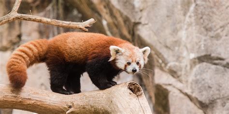 Red Panda Smithsonians National Zoo
