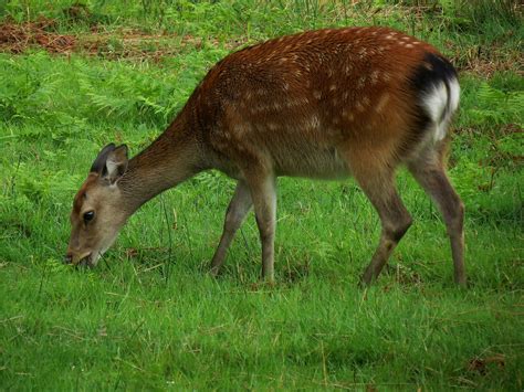 The Sika Deer On Emaze