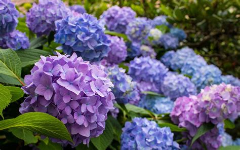 How To Care For Hydrangeas 7 Things You Need To Know Hedonismonline
