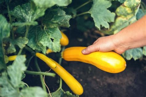 Summer Squash Is A Great Plant To Include In Your Summer Garden This