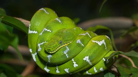 Boa constrictors are powerful snakes and stealthy hunters. Boa | San Diego Zoo Animals & Plants