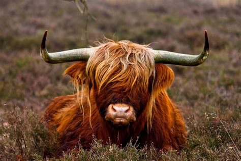 Bad Hair Day By Sander Van Den Berg 500px Fluffy Cows Highland Cow