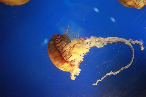 Jellyfish Tentacles Ocean Free Photo On Pixabay