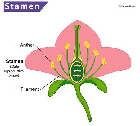 Stamen Definition Meaning Function And Diagram